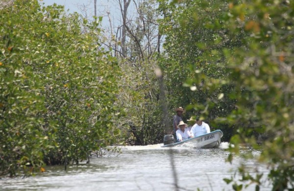 Van por rescate de zona de manglar en Marismas Nacionales
