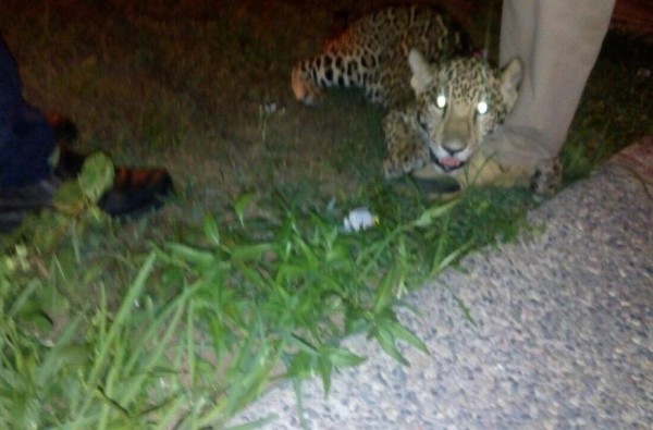 Escapa jaguar en fraccionamiento y moviliza a cuerpos de rescate en Mazatlán