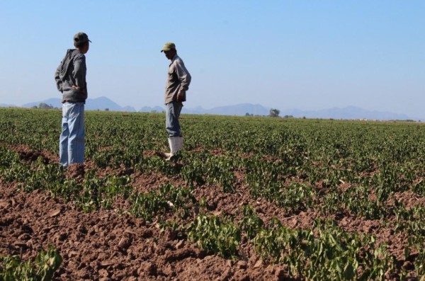 Tuvimos que correr para ponernos a salvo de fuga de amoniaco: jornalero de Guasave