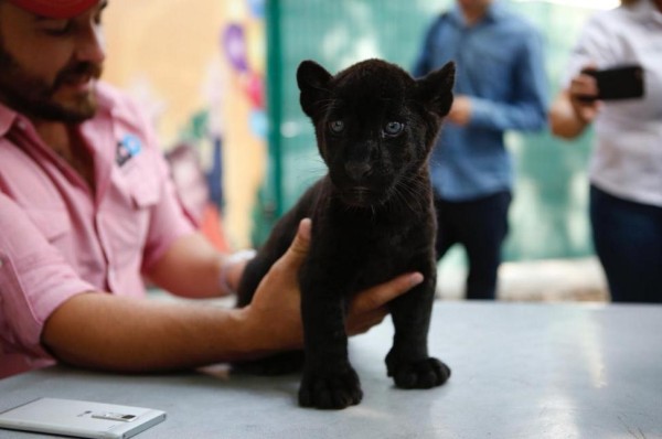 Nace el primer jaguar en el Zoológico de Culiacán