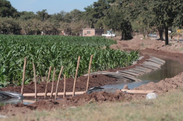 Reprograman plan de riego y aumentan 31 mil has. de maíz en Guasave