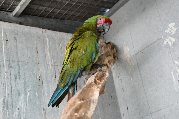 El Acuario Mazatlán resguarda guacamayas en mal estado