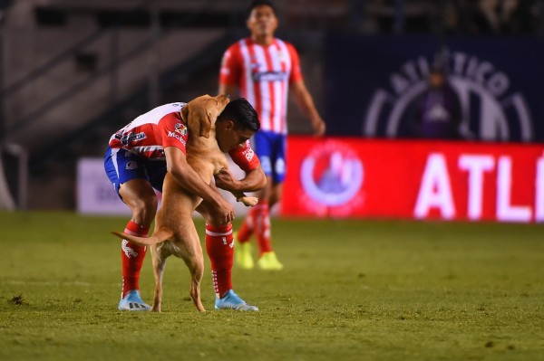 Perrito invade cancha en el juego entre Atlético San Luis y Cruz Azul