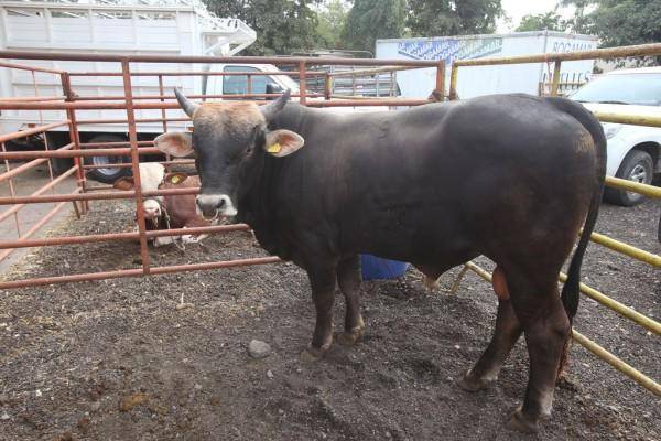 Ni como arte, ni cultura, ni deporte: organizaciones sinaloenses rechazan la tauromaquia