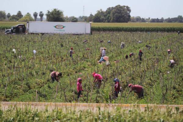 Trabajadores de los campos agrícolas sinaloenses siguen sin goce pleno de derechos humanos