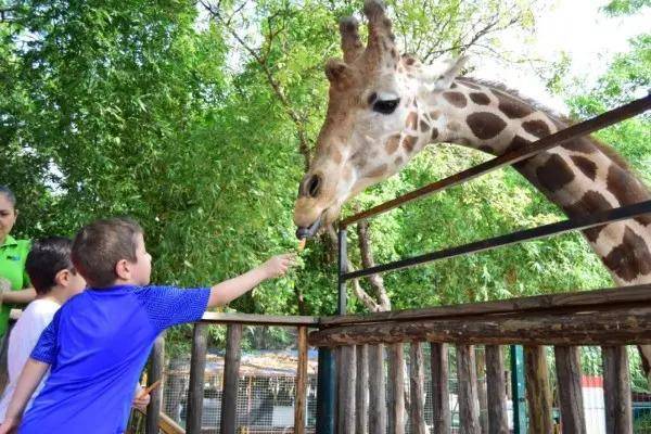 Una jirafa del Zoológico de Culiacán falleció tras una caída durante las lluvias de semanas recientes.