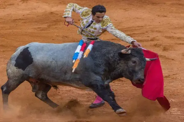La propuesta prohibe las corridas de toros con violencia y crea una figura jurídica, con la que se posibilitará que se mantengan las actividades en la Plaza de Toros, pero bajo nuevas reglas.
