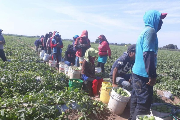 De surco en surco, la pisca del tomatillo