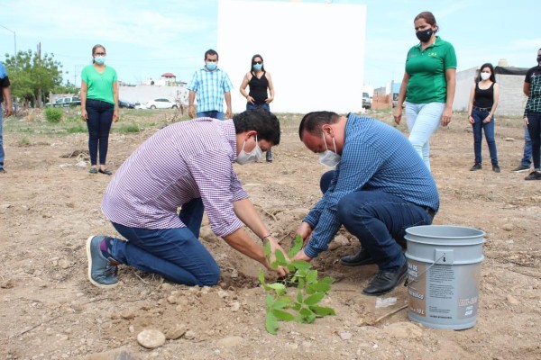 Dona Sedesu 4 mil 500 árboles al municipio de Elota