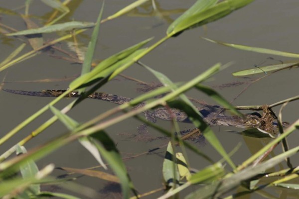 Liberan 80 cocodrilos en laguna de Eldorado, Culiacán