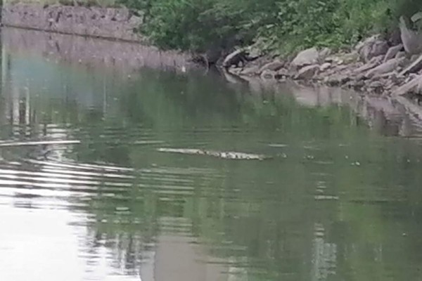 Alertan presencia de cocodrilos en Estero del Yugo, en Mazatlán