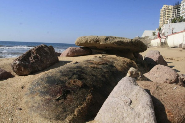 Se quejan por lobo marino muerto