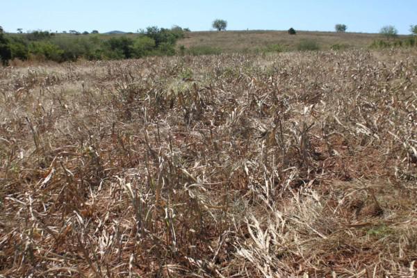 Catorce municipios de Sinaloa fueron declarados como zona de desastre natural debido a una sequía.