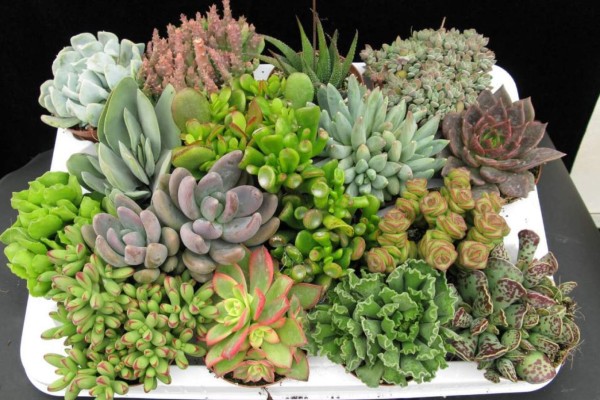 En el Jardín Botánico se impartirá el eco taller mini desierto, el mes próximo.