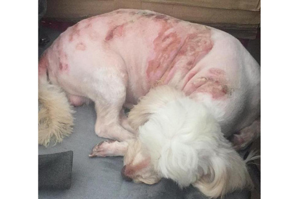 Indigna a familia ataque con agua caliente contra perrito en Rosario