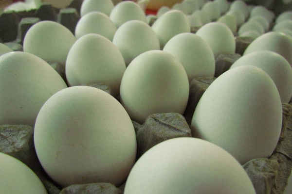 Denuncian ingreso de huevo de contrabando