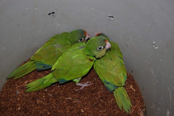 Abandonan en mal estado de salud a 150 ejemplares de fauna silvestre en Escuinapa