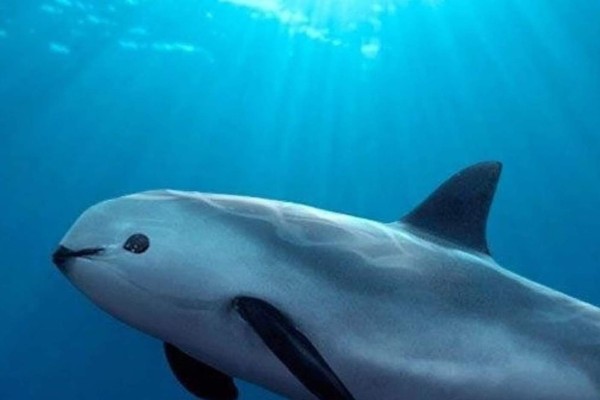 Capacita Profepa a unos 3 mil funcionarios para proteger vaquita marina