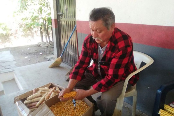 Mantienen viva la tradición de desgranar a mano el maíz