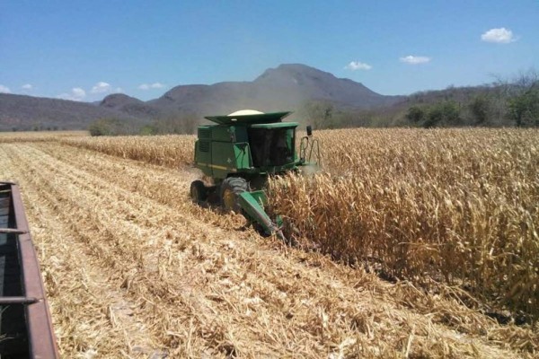 Sinaloa baja en producción y valor de mercado granero