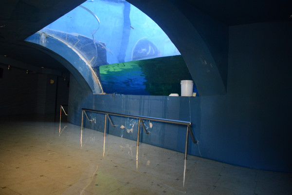 Piden aclarar tema del Tiburonario