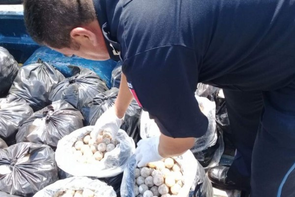 Rescatan en Oaxaca a 22 mil 800 huevos de tortuga marina que transportaban en una camioneta