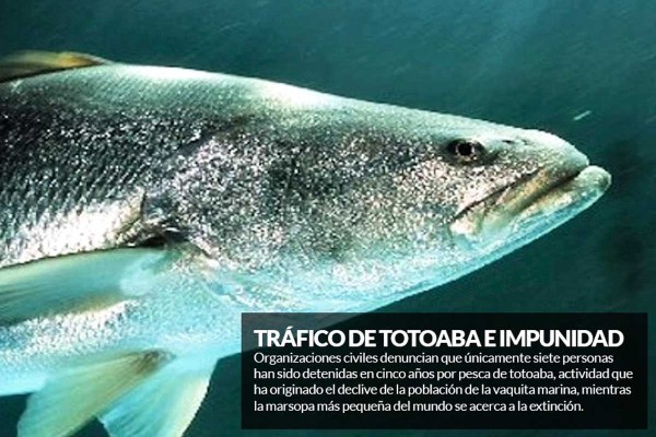 Recuperan 20 totoabas muertas en Baja California