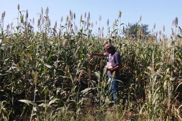 Abren convocatoria para dotar de semillas a productores de temporal