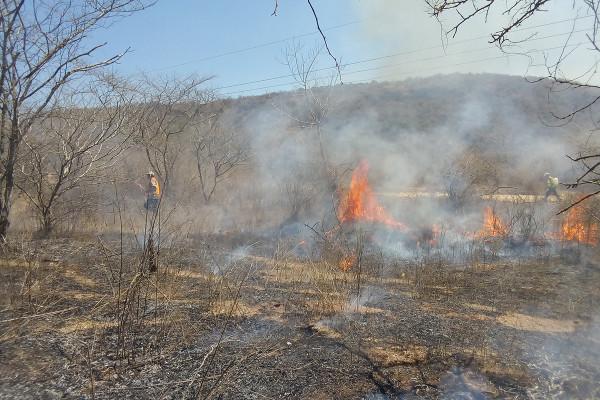 Este año Sinaloa ha perdido mil hectáreas en 13 incendios forestales