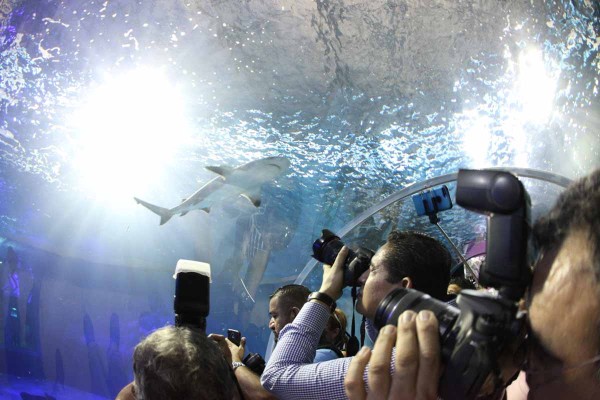 ¡Y por fin abre el tiburonario de Acuario Mazatlán!