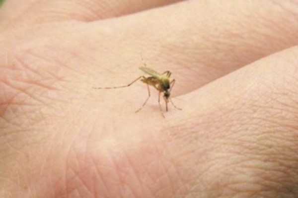 La Secretaría de Salud llama a sinaloenses a protegerse del dengue