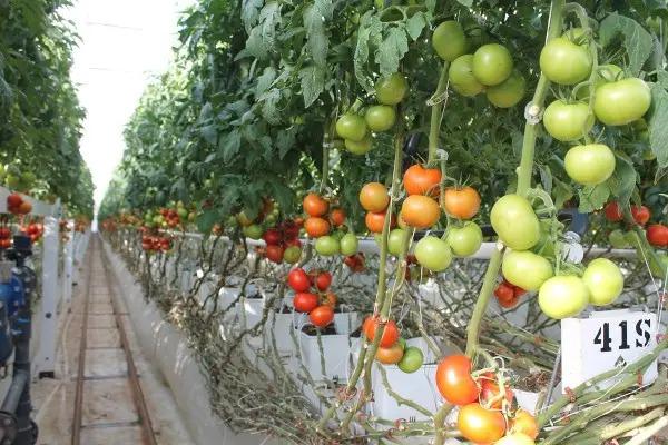 El tomate, pepino, calabazas, chiles y berenjenas son las principales que se exportan a los Estados Unidos desde Sinaloa.
