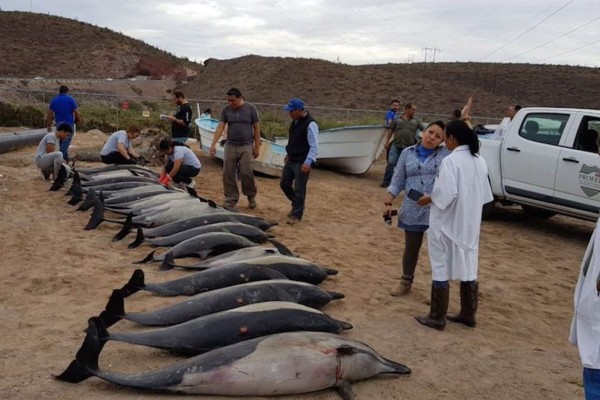 Un grupo de 54 delfines aparece varado en playas de BCS; al menos 21 estaban muertos