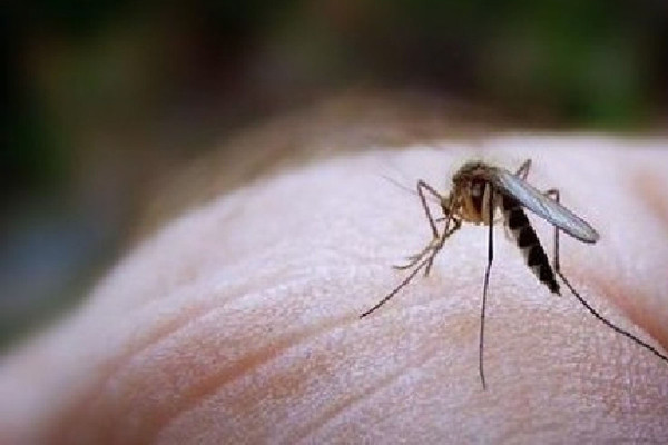 Suman 105 casos de dengue en Sinaloa
