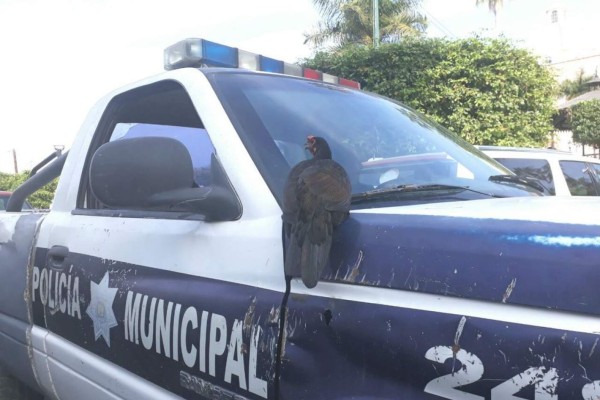 Se pasea gallina en patrulla de la DSPM en Escuinapa