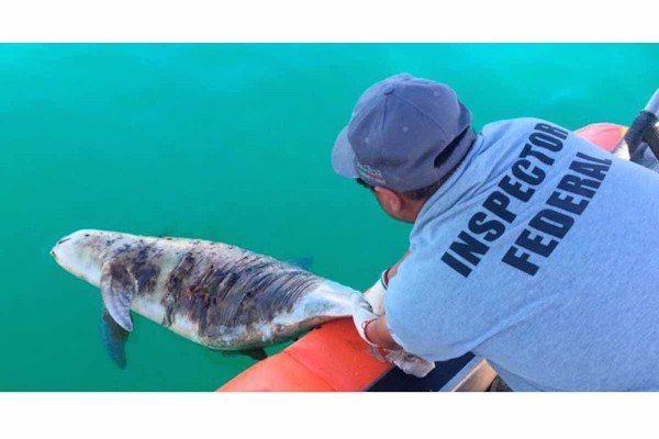 Hallan vaquita marina muerta en Alto Golfo de California