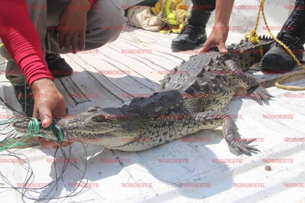 El reptil fue encontrado en la comunidad de Las Garzas Francisco Villa