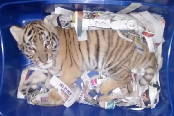 En Jalisco, pretendían mandar por paquetería a cachorro de tigre de bengala