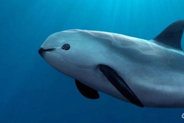 CITES sanciona a México por no proteger a vaquita marina; hay trato inequitativo: SRE