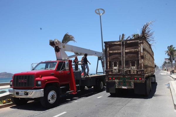 Cierran tramos del malecón de Mazatlán mientras retiran palmeras secas