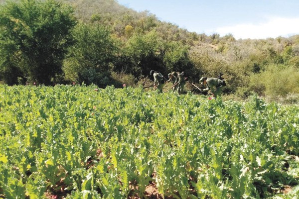 Destruyen cinco plantíos de amapola en Mocorito