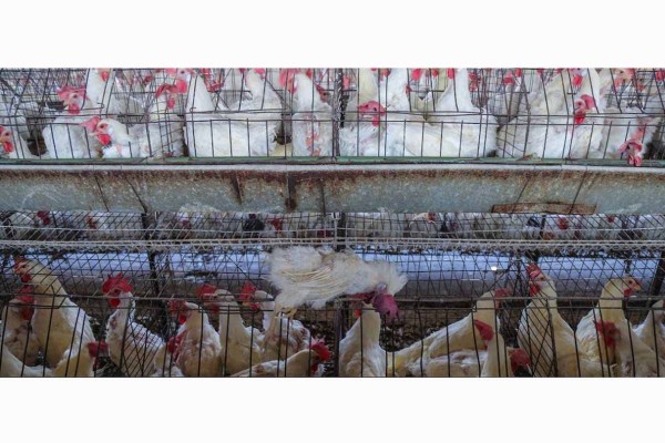 Descubren crueldad hacia gallinas ponedoras