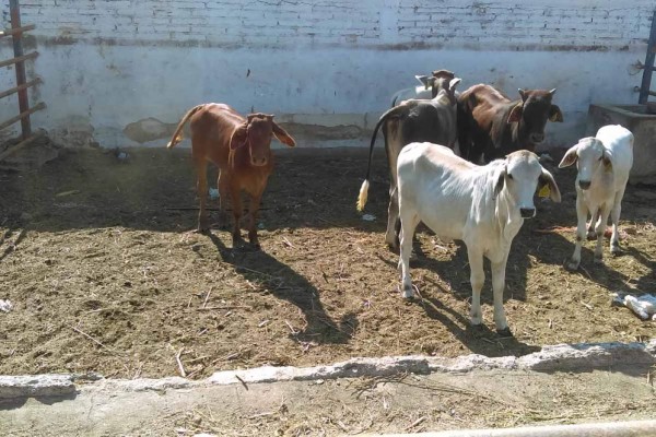 Sinaloa perdió estatus zoosanitario de la USDA para exportar becerros: subsecretario