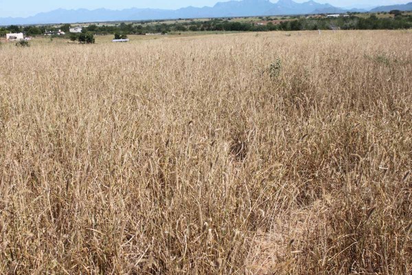 Las siembras de temporal en Elota se secaron, no se logro obtener ni pastura para el ganado.