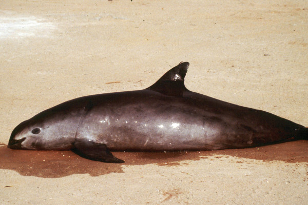 Investigan muerte de vaquita marina en Baja California