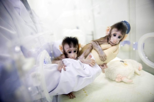 China anunció la exitosa clonación de los primeros macacos del mundo a partir de células somáticas.