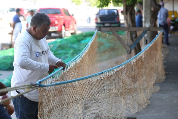 Capturas de camarón en lagunas y esteros de Sinaloa inician el 24 de septiembre
