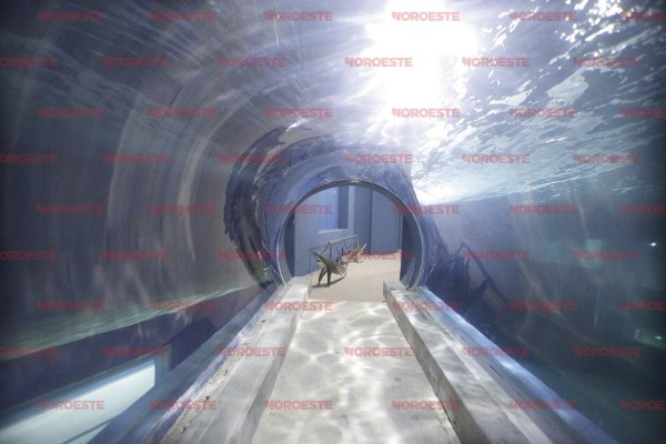 TIBURONARIO: UN OCÉANO DE OPACIDAD