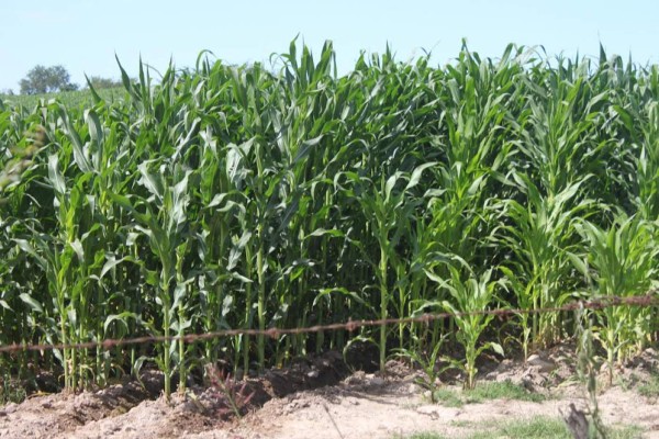 Los productores buscan un incremento en el precio de tonelada de maíz.