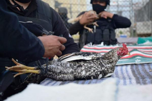 Hallan gallos de pelea en revisión de penal estatal